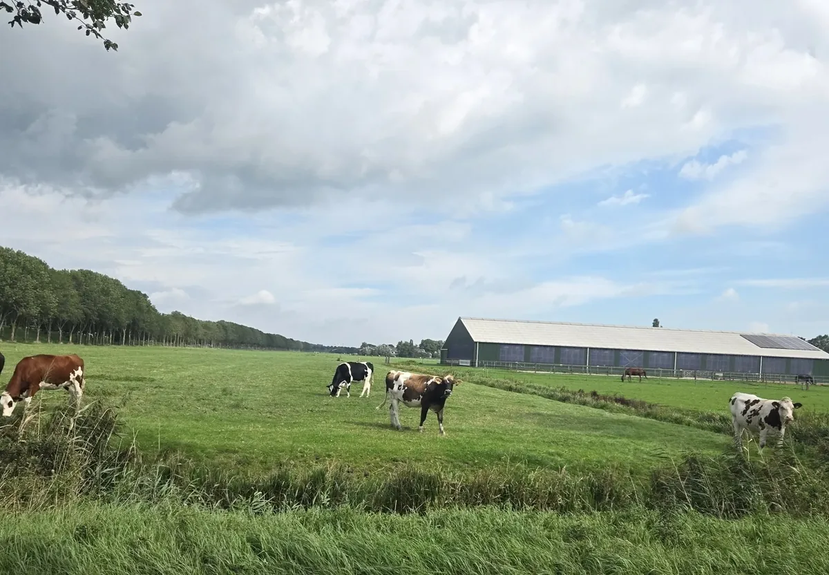 Weiland met koeien bij Oosthuizen, Noord-Holland