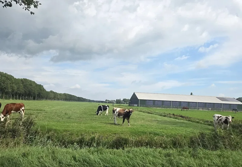 Weiland met koeien bij Oosthuizen, Noord-Holland
